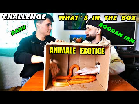 CHALLENGE  cu BOGDAN IBM si DANU  - WHAT's in the BOX? L-A MUȘCAT  ȘARPELE 🤣🐍