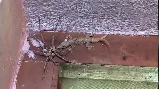 Mermaid Tail Lizard Vs. Giant Spider, Very Rare New Video 2016