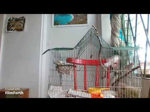 Rhapsody Reacts to Joan Jett (Barbusters)/ It's all coming down tonight