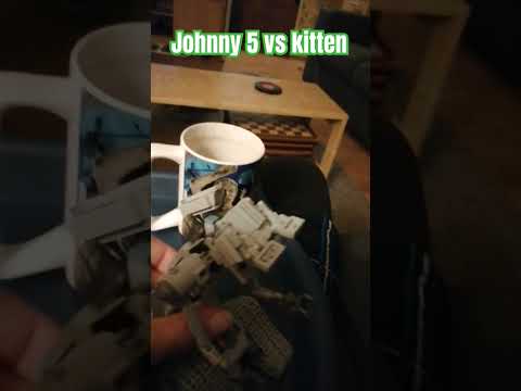 Johnny 5 vs kitten #comedy #kittens #johnny5