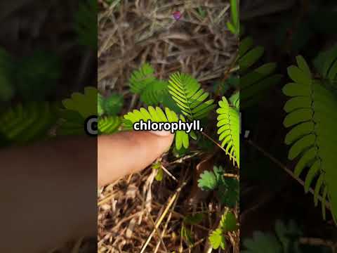 Unlocking Plant Power: 17 Essential Nutrients!