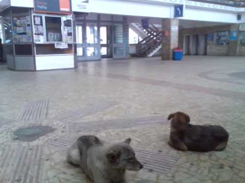 Adjud railway station.