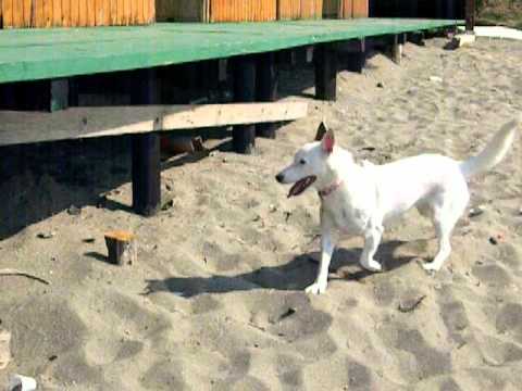 Bricioletta alle prese con i Cavalli!!!!.AVI