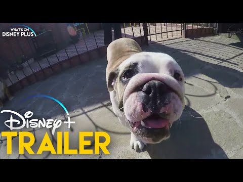 Cute Animals | Disney+ Trailer