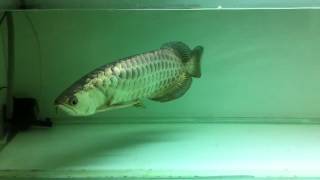 arowana