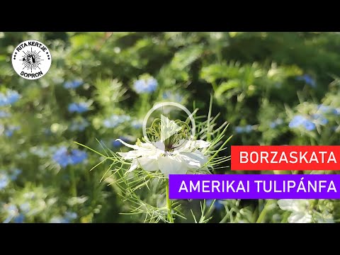 Borzaskata és Amerikai tulipánfa