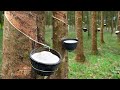Natural Rubber Tapping Process | Production of Natural Rubber Sheets at The Factory
