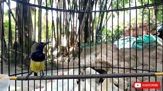 Download lagu SOGON BAHAN MANAPUN DIJAMIN LANGSUNG IKUT BUNYI mp3