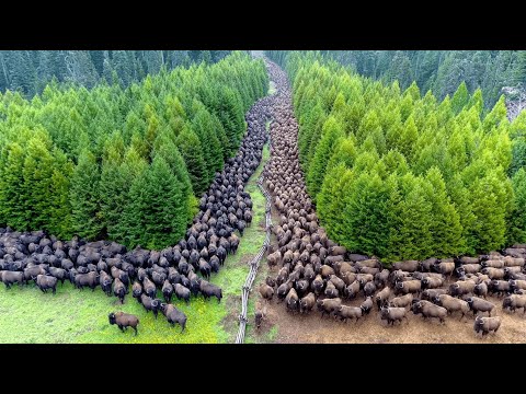 They Released Hundreds of Bisons Into a Dying Forest and After 10 Years, Result Was INSANE