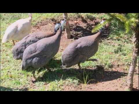 download lagu mp3 mp4 Galinha Da Angola Escorpio, download lagu Galinha Da Angola Escorpio gratis, unduh video klip Galinha Da Angola Escorpio