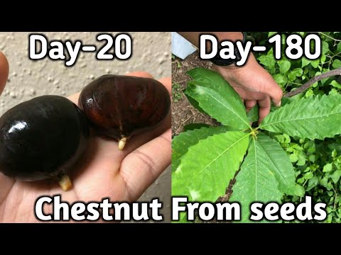How To Grow Chestnut From Seeds.. 1 year results