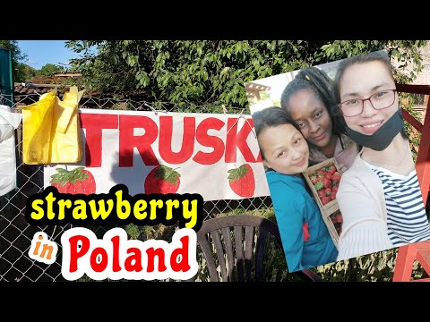 Poland Strawberry Farm! naFake news kami eh!!! 1st time in Polonia | missjulietvlogs💜
