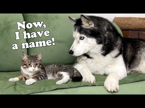 Little Kitten is Hiding In the Tower From the Husky! Now the Kitten Has a Name
