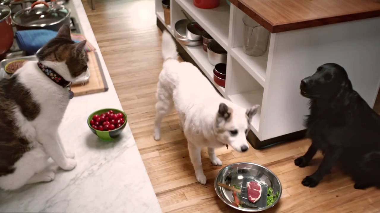 Rachael Ray Nutrish Commercial   If Pets Could Make Their Own Food