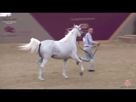 N 145 TEBREEN AL WAAB   10th Qatar International Arabian Peninsula Horse Show 2020   4 6 Years Old