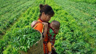 Single mother, Harvesting green vegetables to sell at the market, Finishing bamboo floors, Cooking