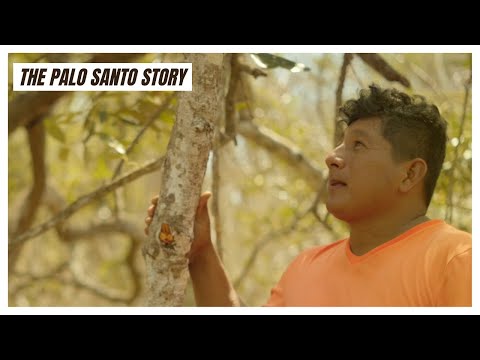 The Sacred Wood Collectors - The Palo Santo Story Chapter 1
