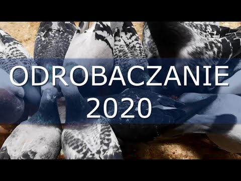 , title : 'Testowe Odrobaczanie Gołębi Pocztowych 2020 | Pigeon Deworming'