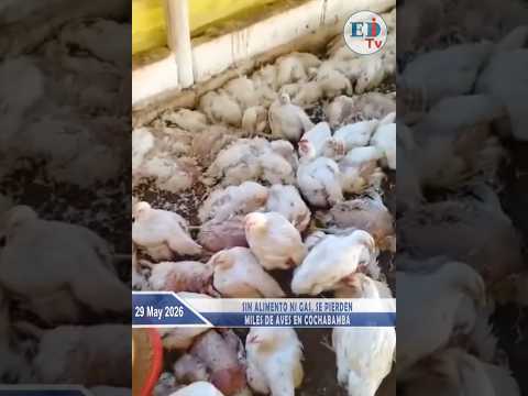 Sin alimento ni gas, se pierden miles de aves en Cochabamba