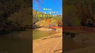 Luoghi imperdibili per il fogliame autunnale a Busan 🍁 #범어사 #화명수목원 #화명생태공원 #용소웰빙공원 #부산여행 #단풍명소