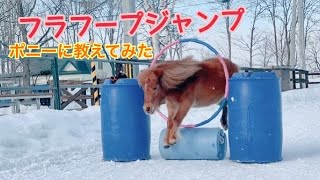 ポニーにフラフープジャンプを教えてみた!