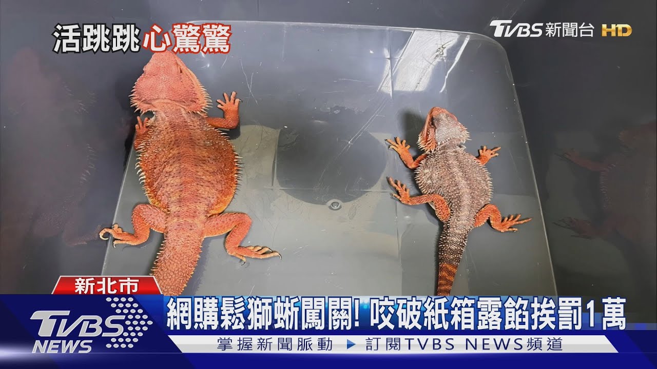 網購鬆獅蜥闖關 咬破紙箱露餡挨罰1萬