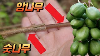 다래가 별처럼 쏟아지는 접목 4가지 핵심 (feat. 다래명인 이평재 대표님)