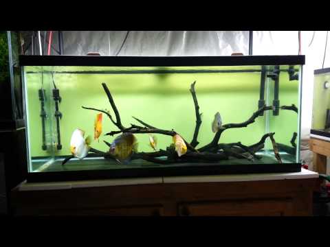 Hardscaped Discus Show Tank