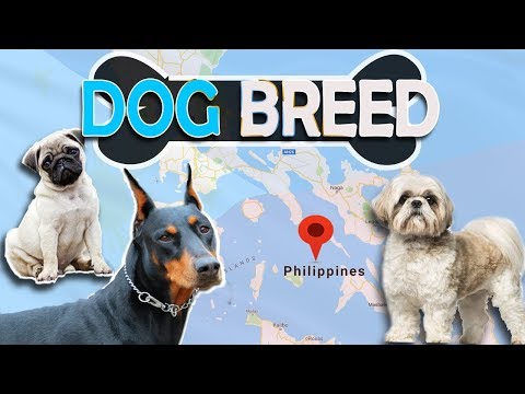download lagu mp3 mp4 Small Mixed Breed Puppies For Sale Philippines, download lagu Small Mixed Breed Puppies For Sale Philippines gratis, unduh video klip Small Mixed Breed Puppies For Sale Philippines