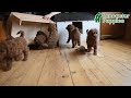 Mini Goldendoodle dogs for sale: Cindy - Video 1
