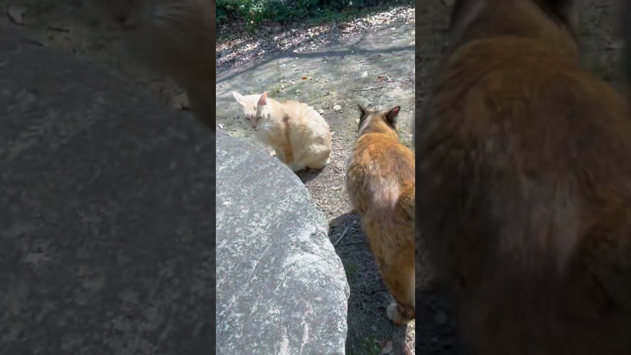 サビちゃんののびが可愛すぎる。#猫動画ショート