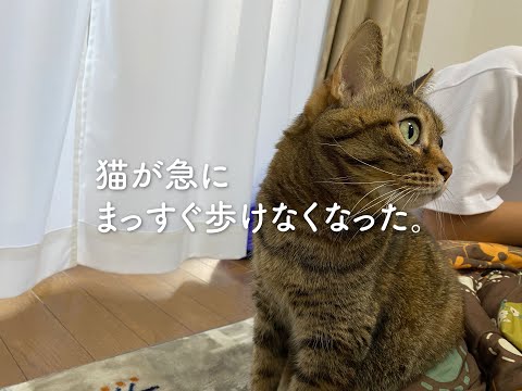 猫がまっすぐ歩けない:原因と解決策