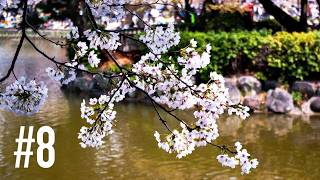 【雑談】社会人編が始まった🌸｜めっちゃもラジオ#7