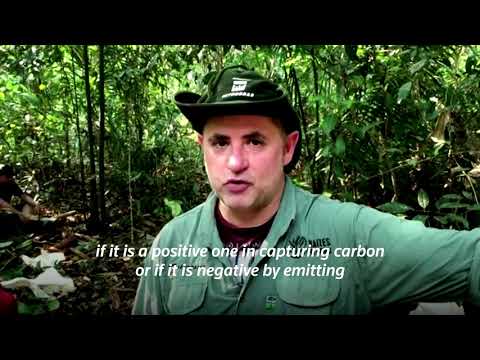 在亞馬遜地區砍樹計碳 (Chopping trees to count carbon in the Amazon)