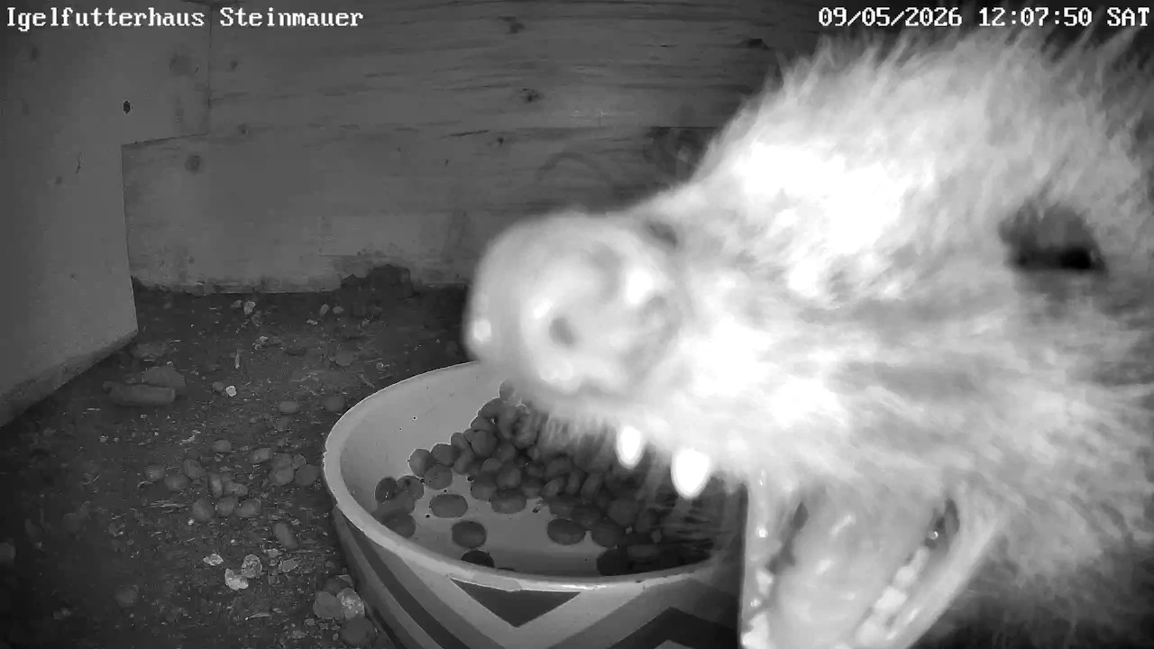 Der Werwolf-Igel - fotogenes Gähnen bei Igeln | 10.05.2026