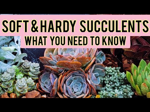 SOFT AND HARDY SUCCULENTS -  WHAT YOU NEED TO KNOW.
