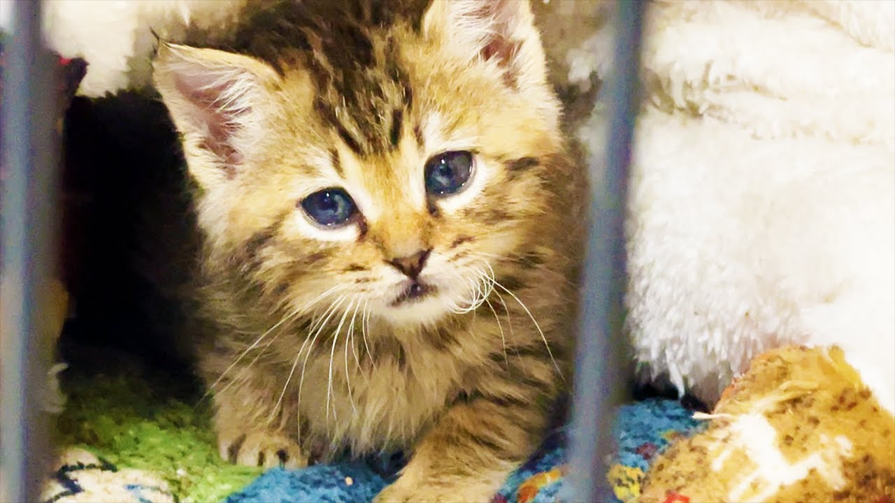 保護した子猫の一人遊びを隙間から覗いてみた