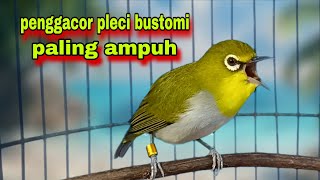 Download lagu Suara Burung Pleci Gacor || Pancingan Penggacor Pleci Bustomi Bahan Biar Gacor mp3
