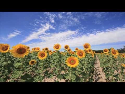 Girasoles timelapse