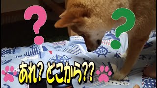 【キツネっぽい柴犬-すずちゃん#12】あれ？どこから？？