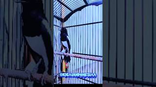 Download lagu Kacer isian cililin👍👍 mp3 Download lagu Kacer isian cililin👍👍 mp3