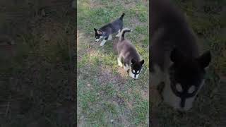 Siberian Husky Puppies Videos