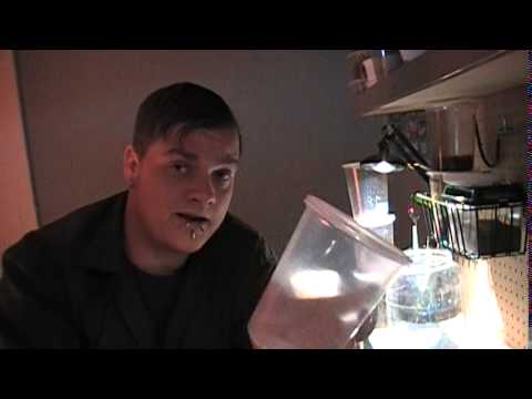 Giant Shield Mantis Care (Rhombodera sp.)