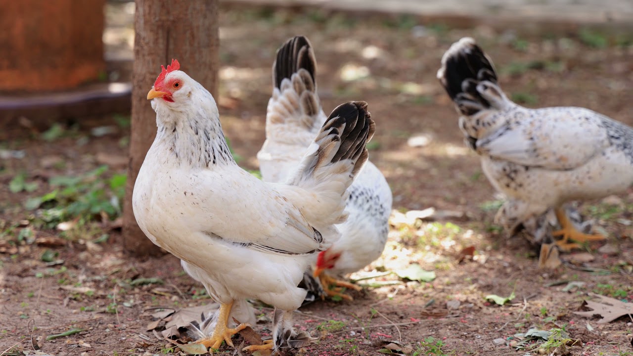 Free Stock HD Footage - Chickens