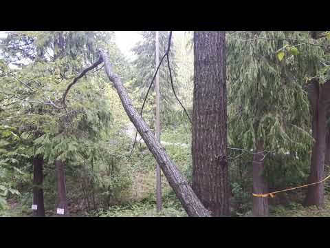 Rally degli Abeti 2019 ps le torri - fine prova(1)