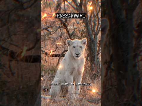 Passanwari: The White Lion of Sandringham #animals #lion #shorts