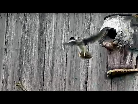 Fifth & Final Kestrel Chick Fledges With Early Morning Departure – June 15, 2025