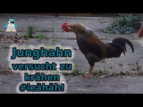 Junghahn versucht zu krähen - sehr bedrohlich!