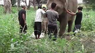 preview picture of video 'Jim Corbett new baby elephant come'