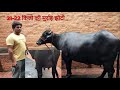 5 स्टार मुर्राह झोटी मोनू दहिया गांव थ�